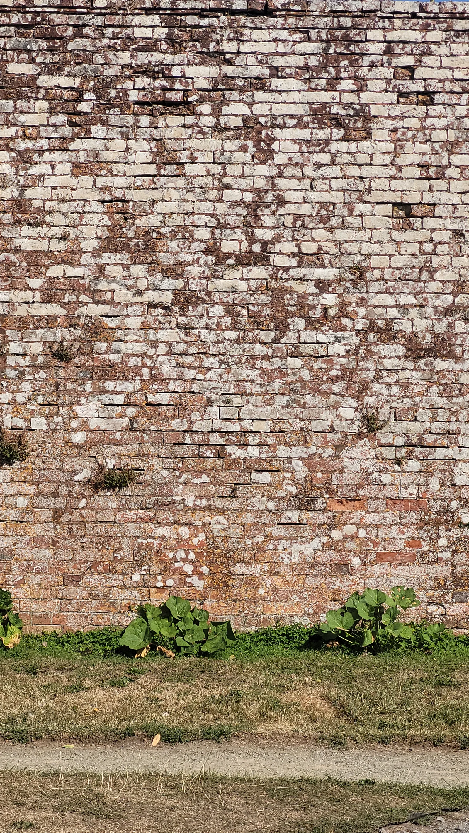 Brick6 texture