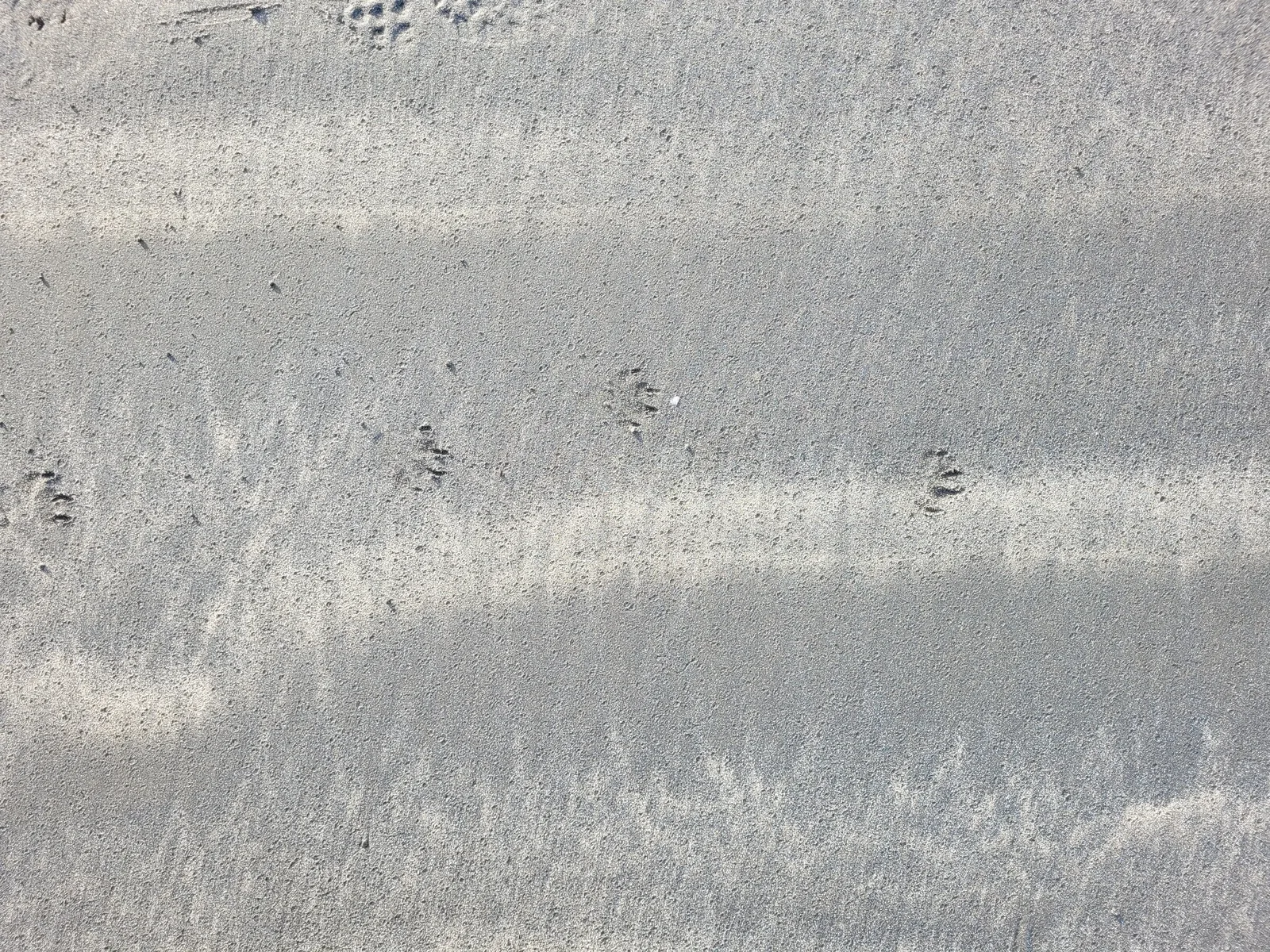 Ground14 texture