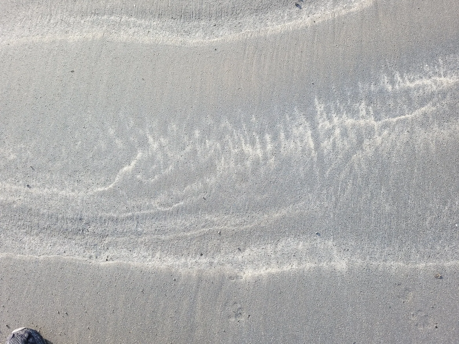 Ground16 texture