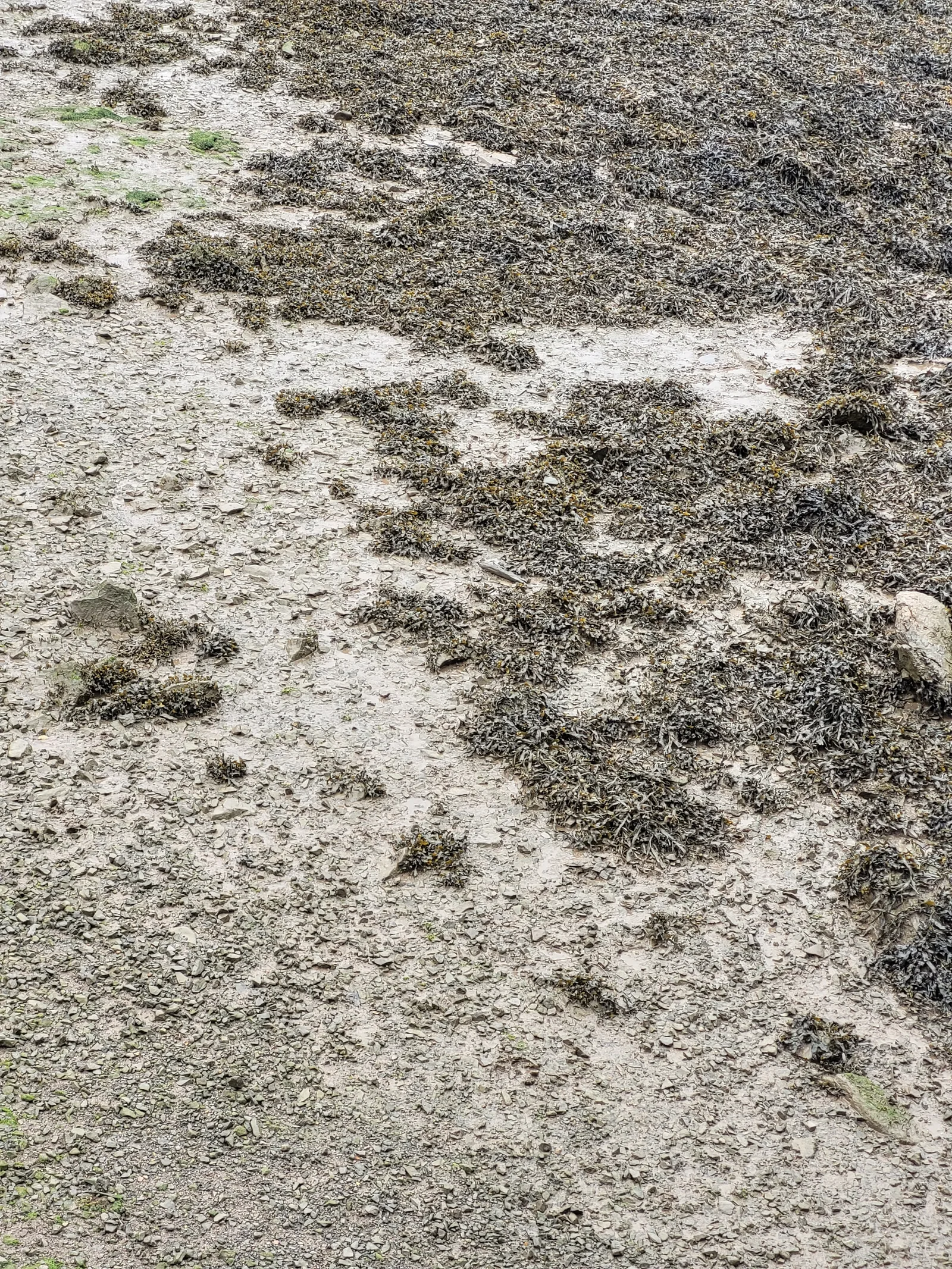Ground18 texture