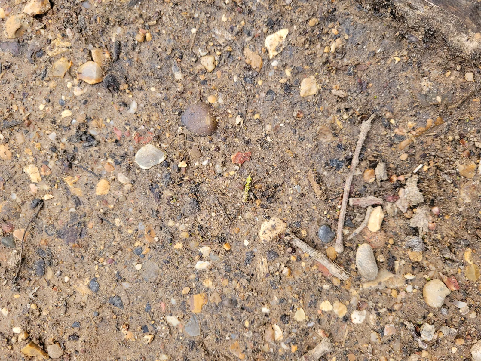 Ground19 texture