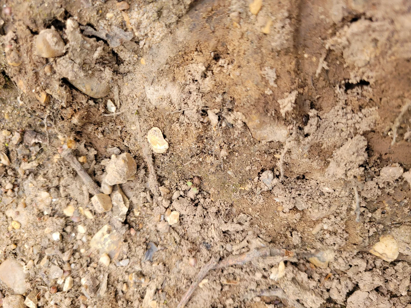 Ground22 texture