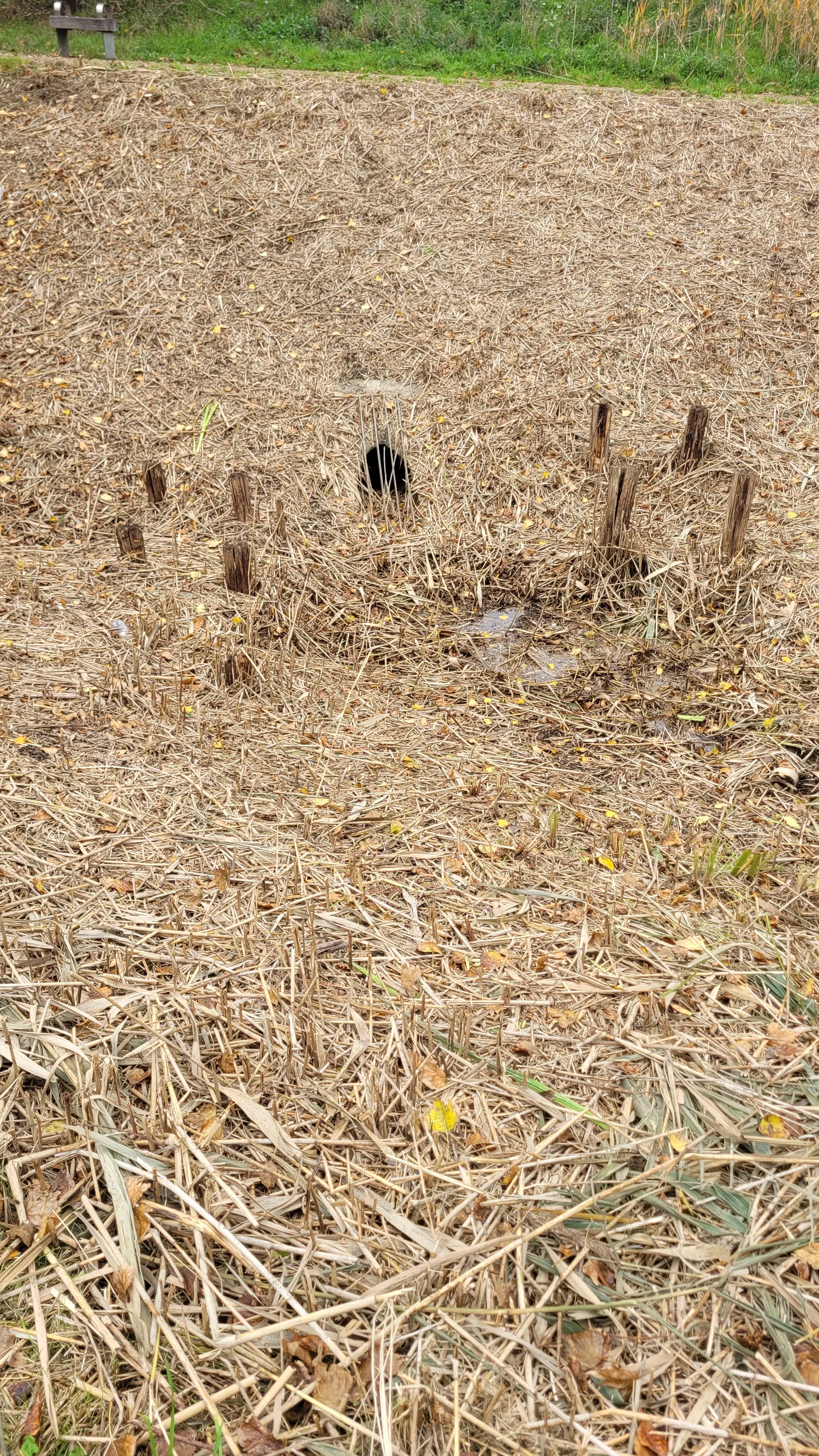 Ground39 texture