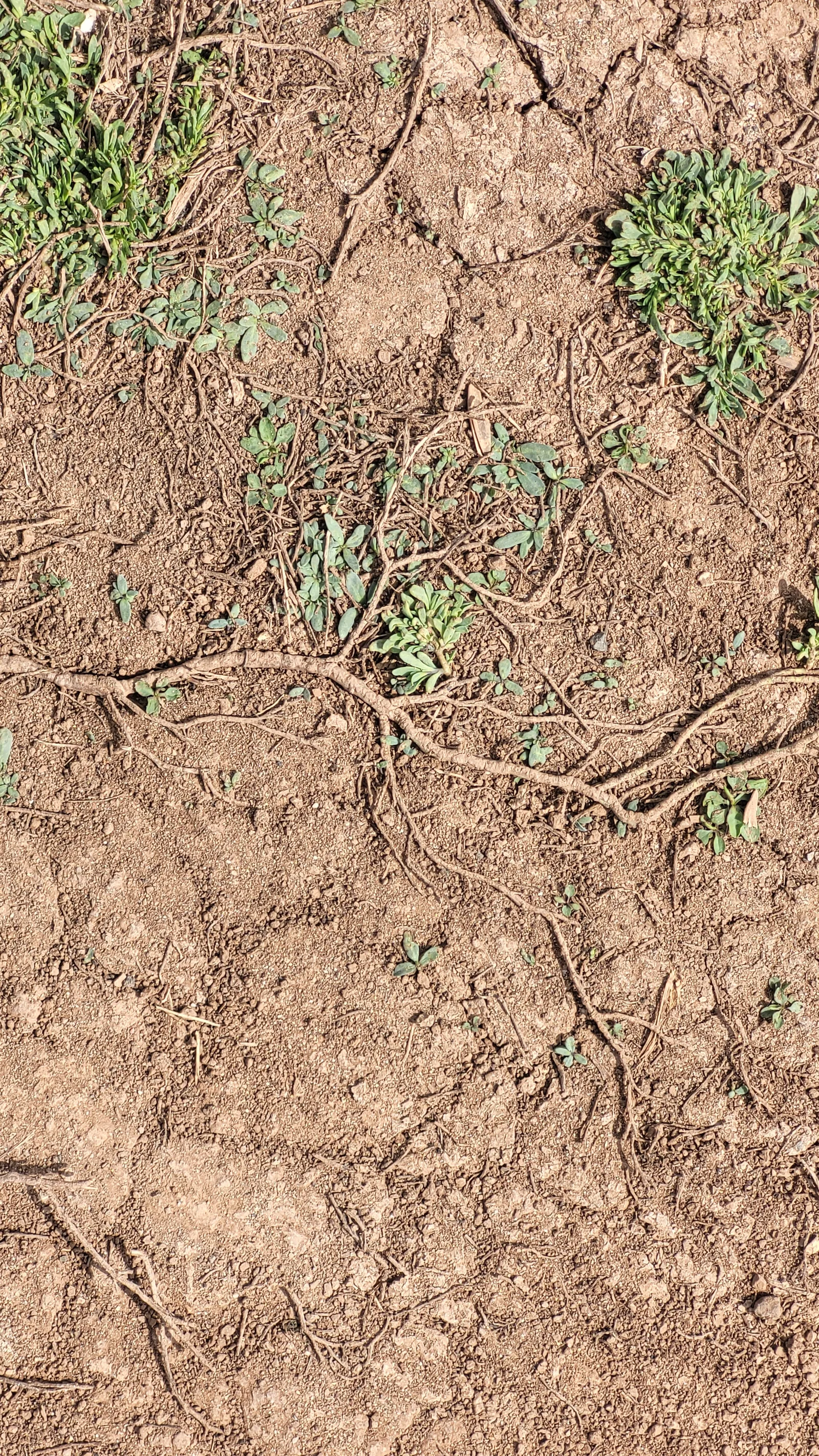 Ground69 texture