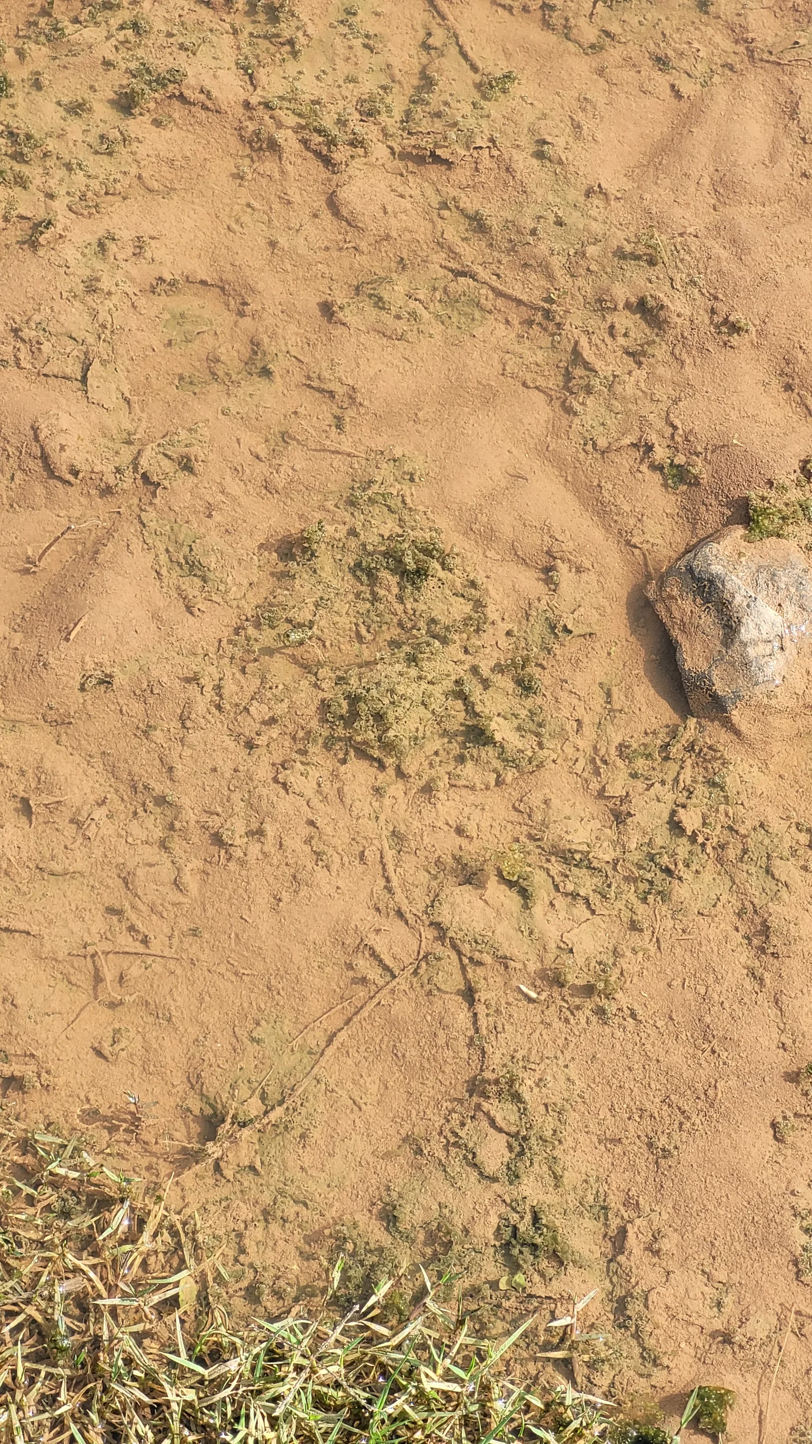 Ground70 texture