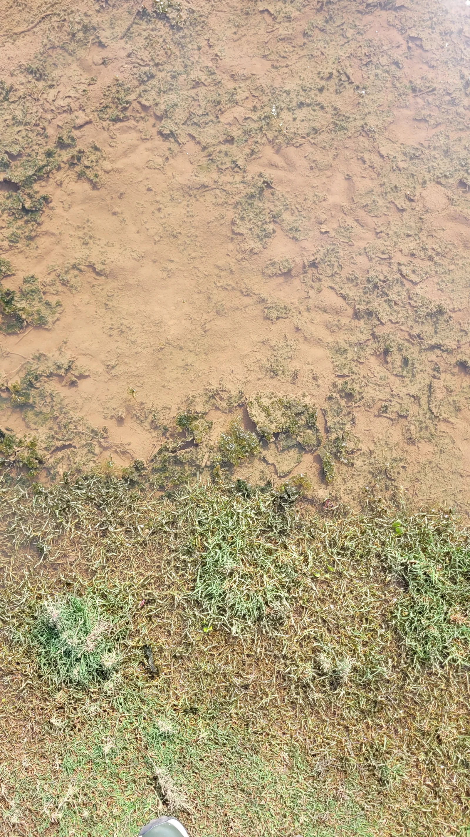Ground71 texture