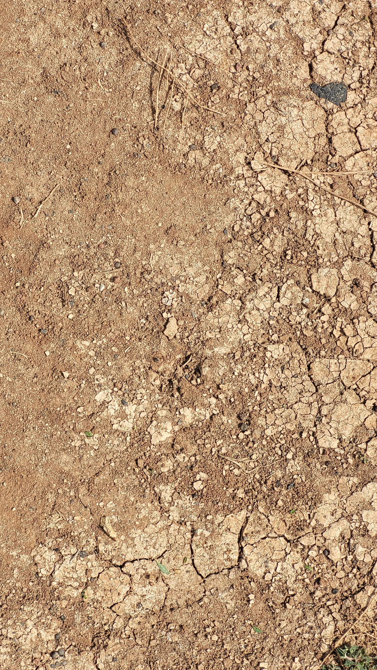 Ground73 texture