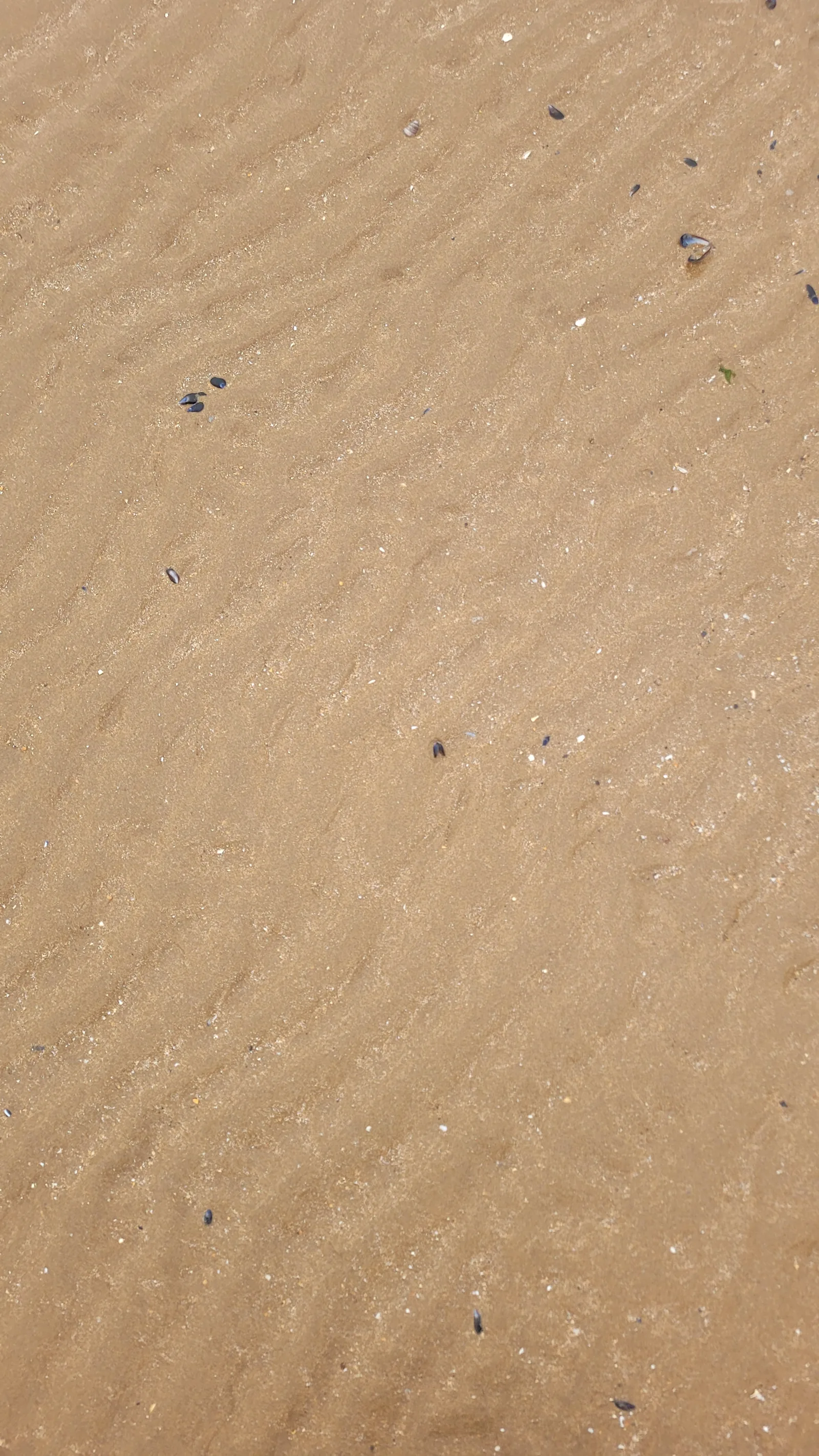 Ground76 texture