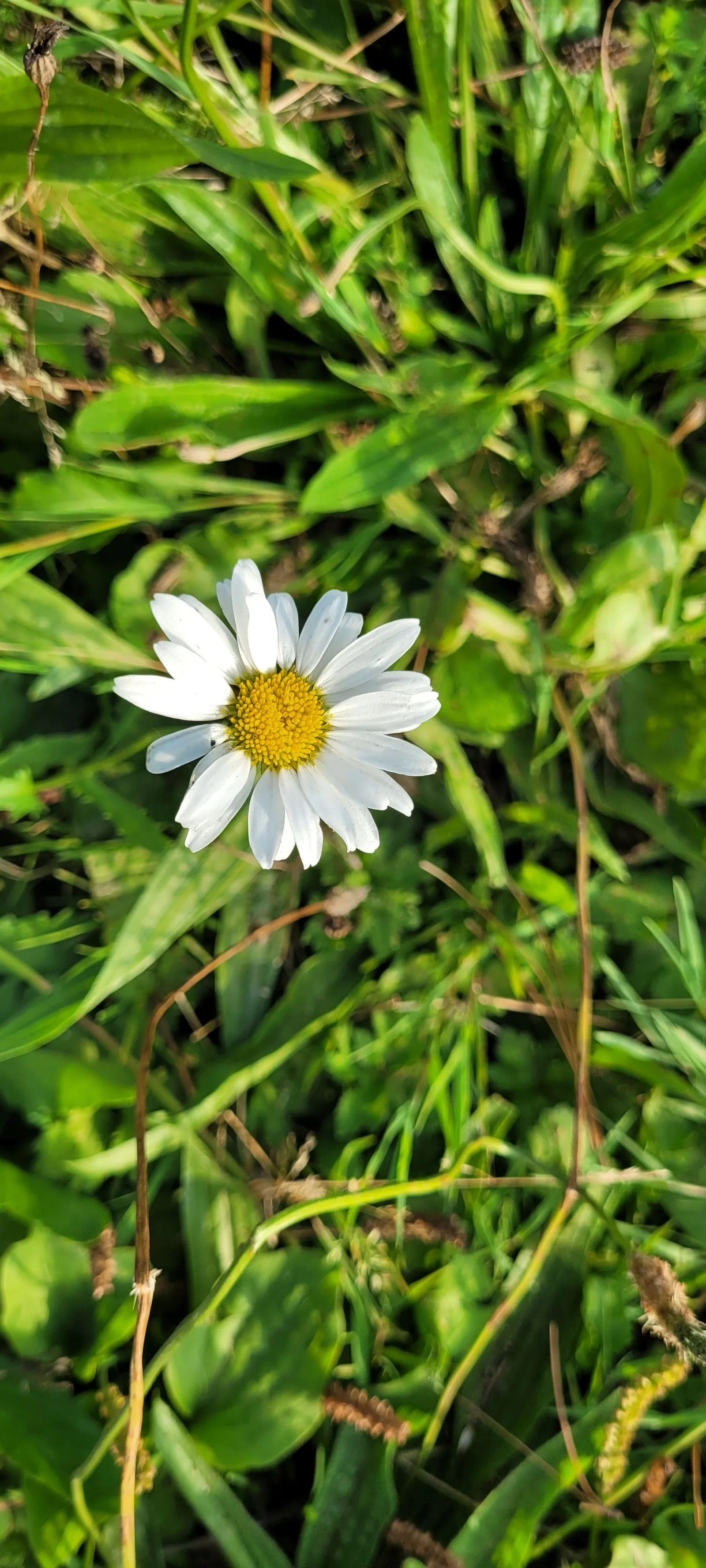 Organic56 texture