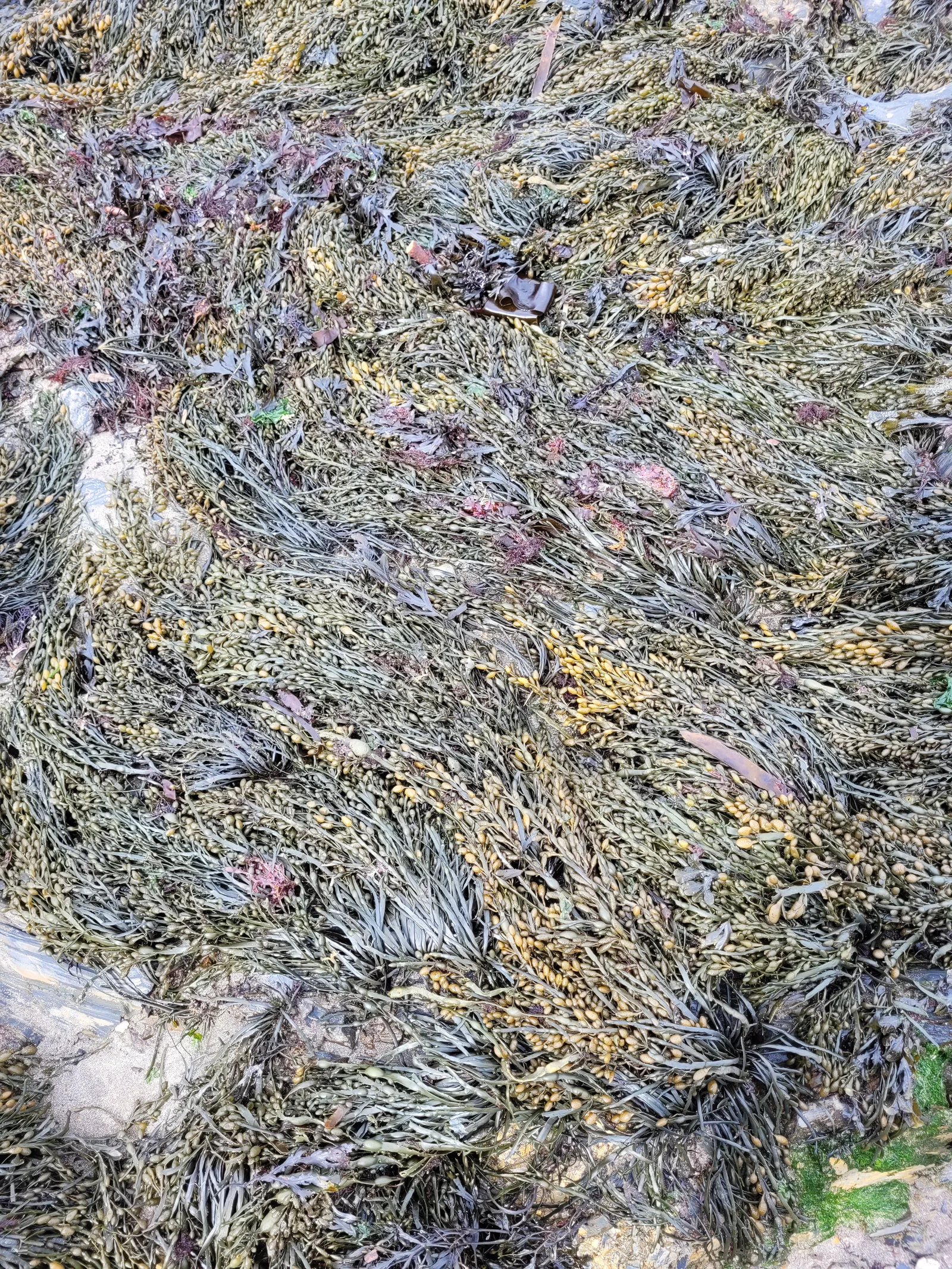 Organic73 texture