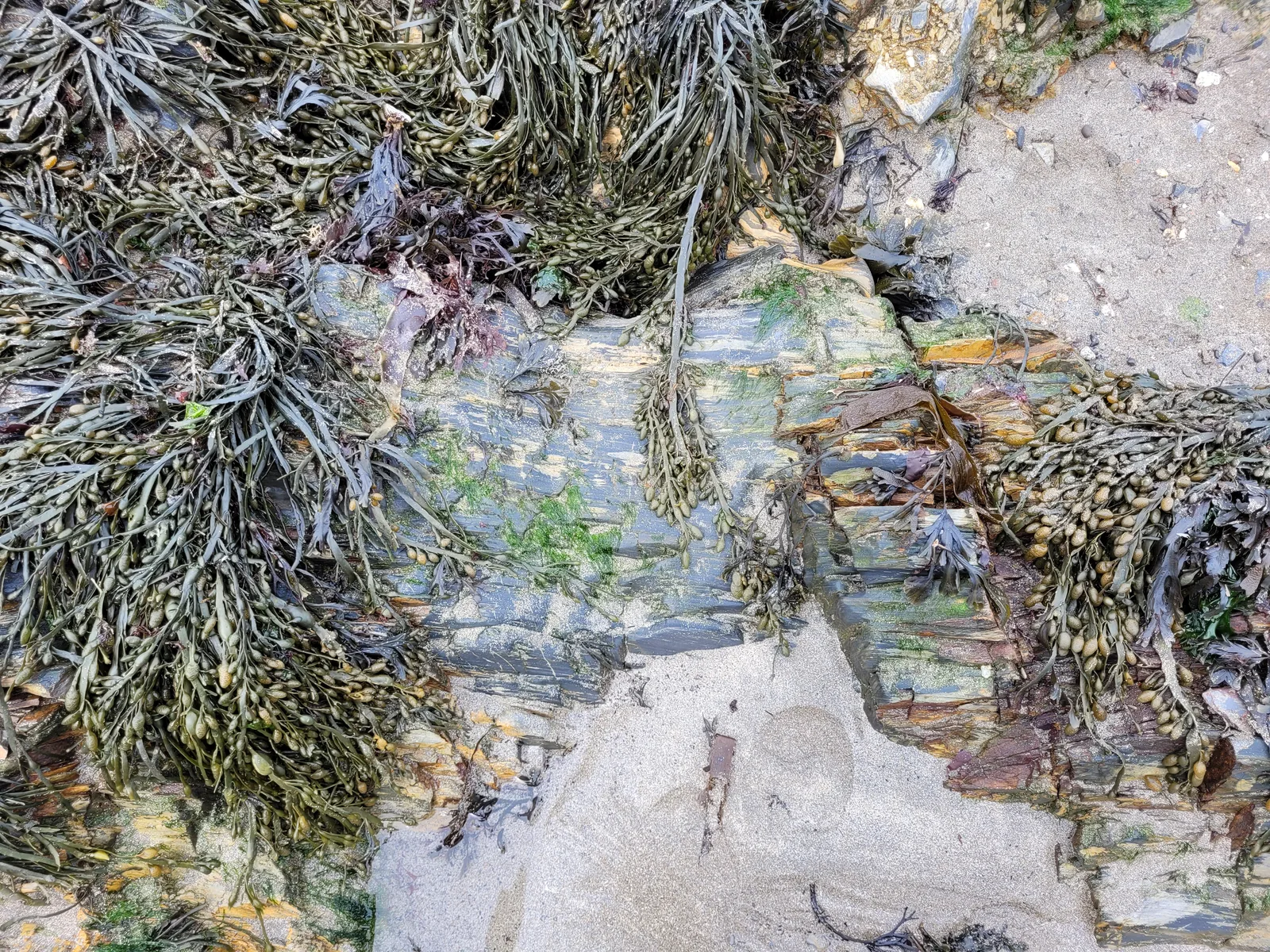 Organic75 texture