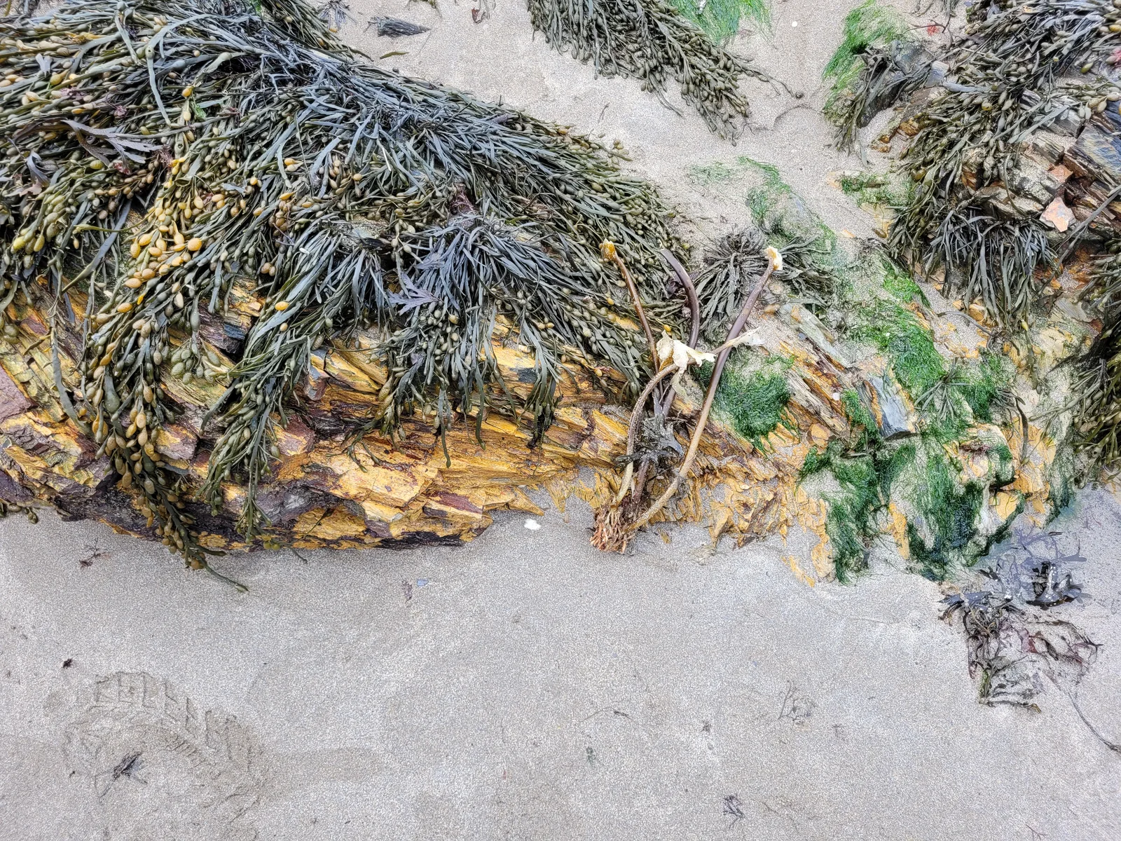 Organic76 texture
