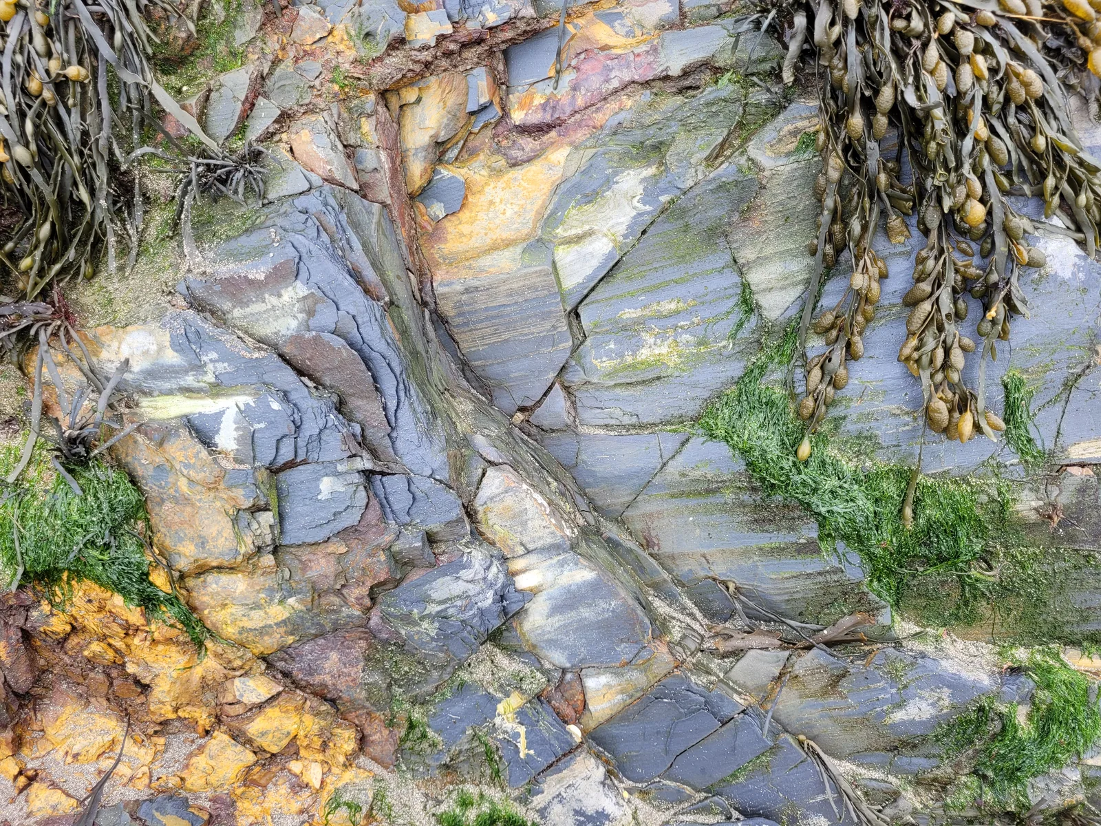 Organic77 texture