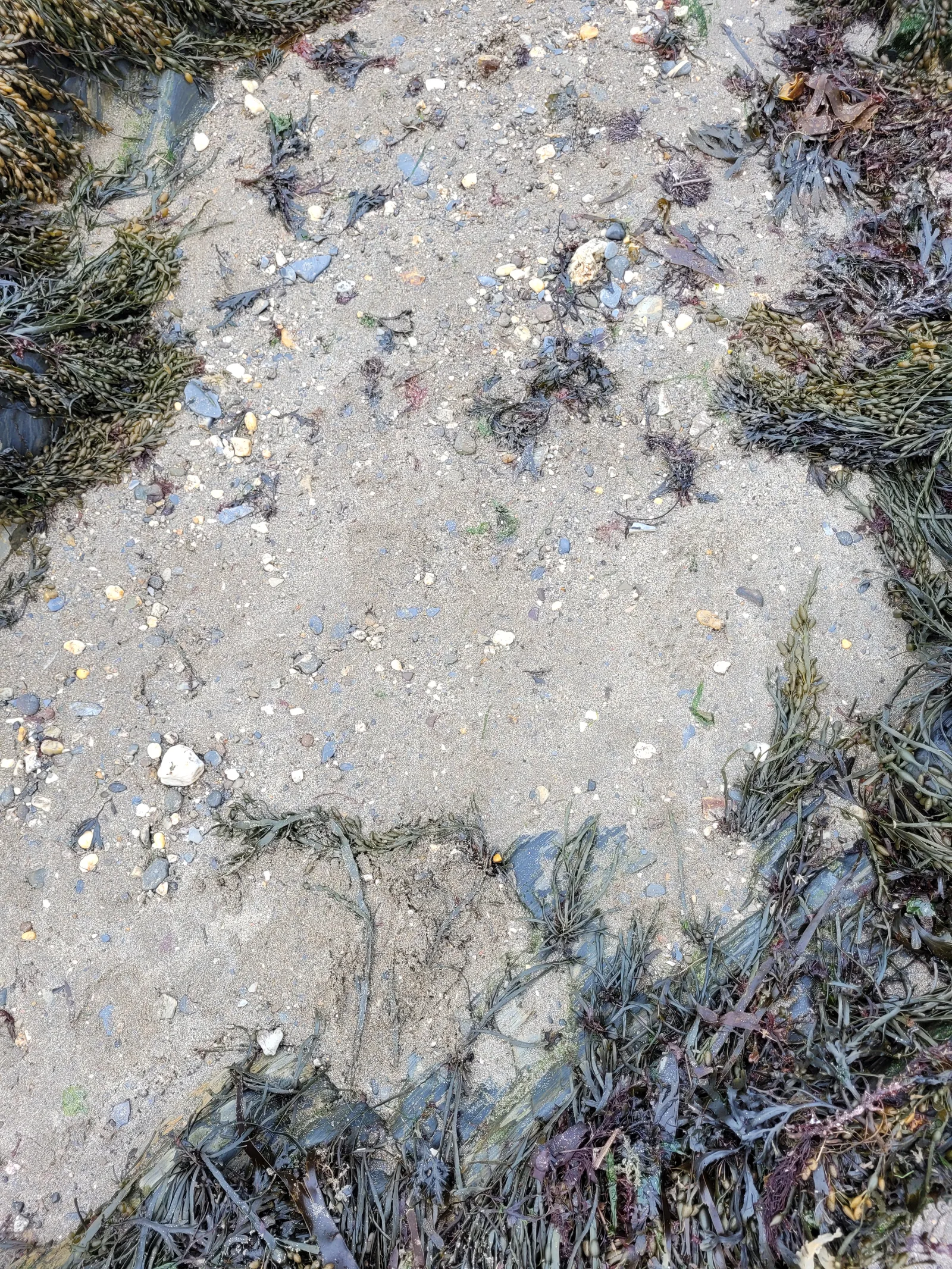 Organic80 texture