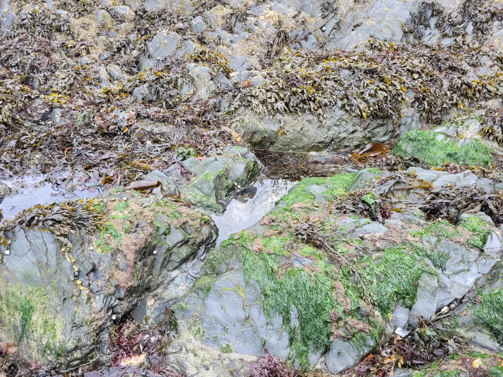 Organic81 texture