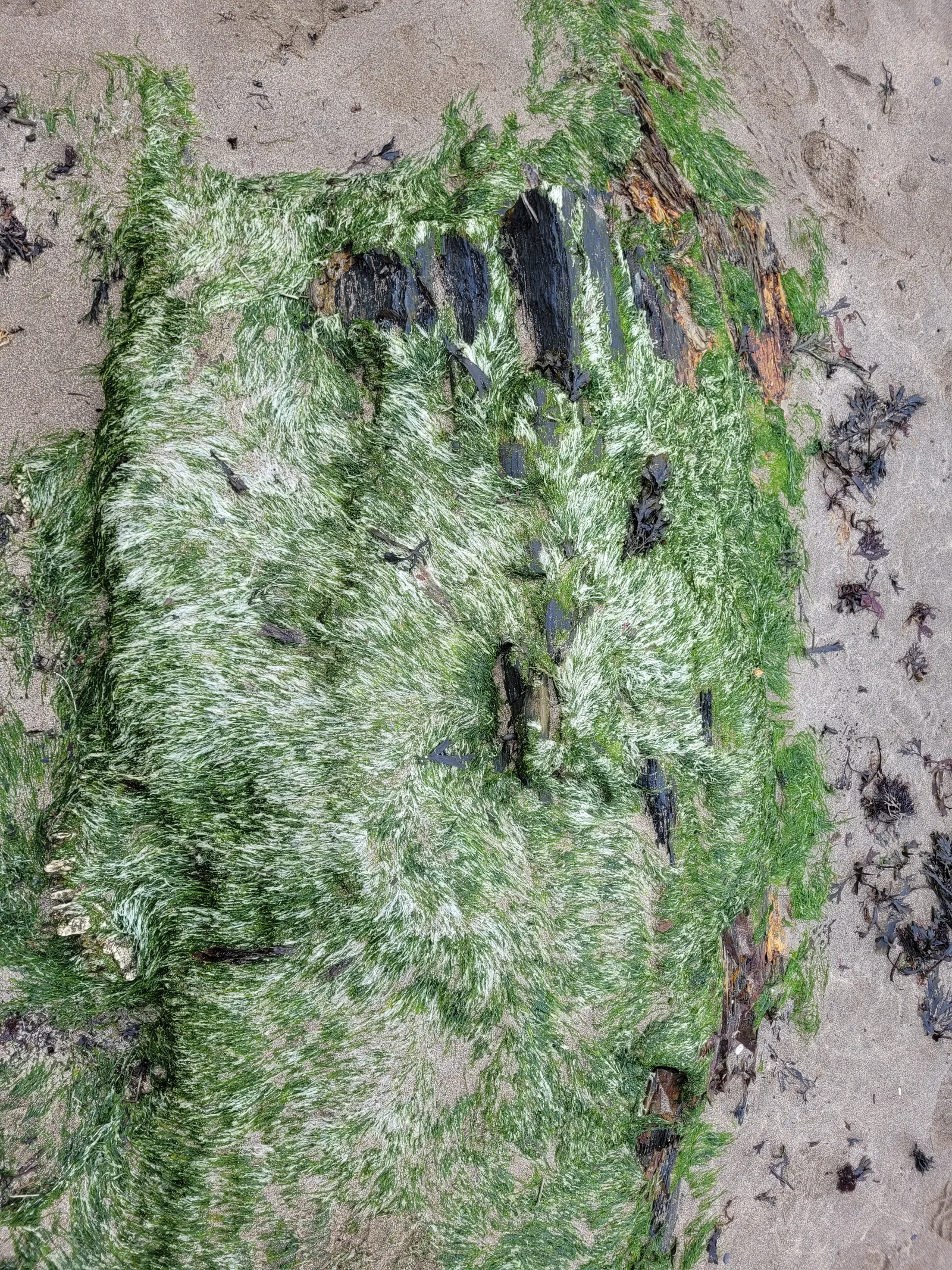 Organic86 texture