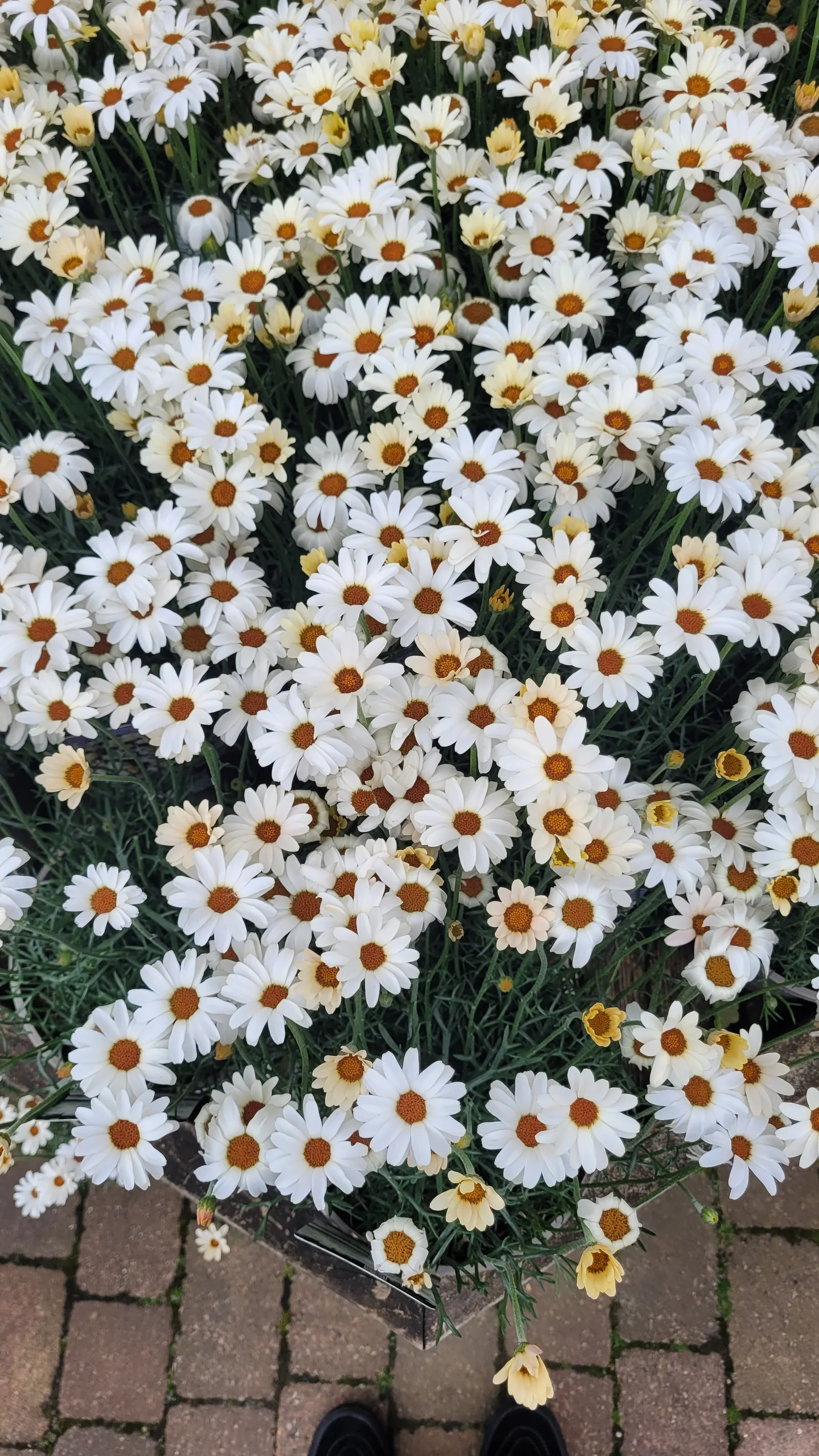 Organic119 texture