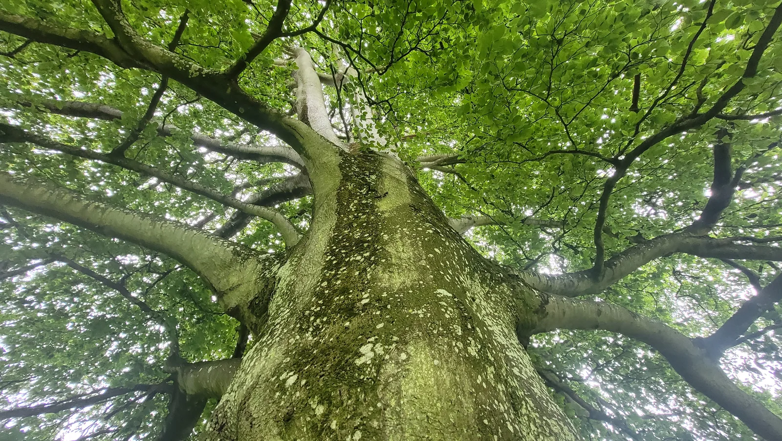 Organic123 texture