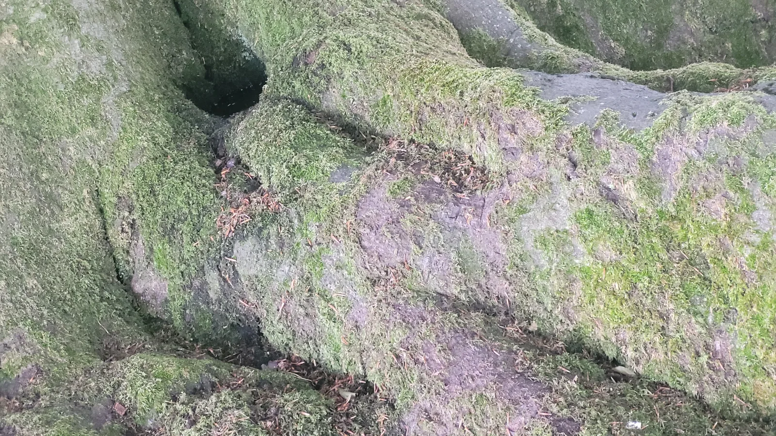 Organic124 texture