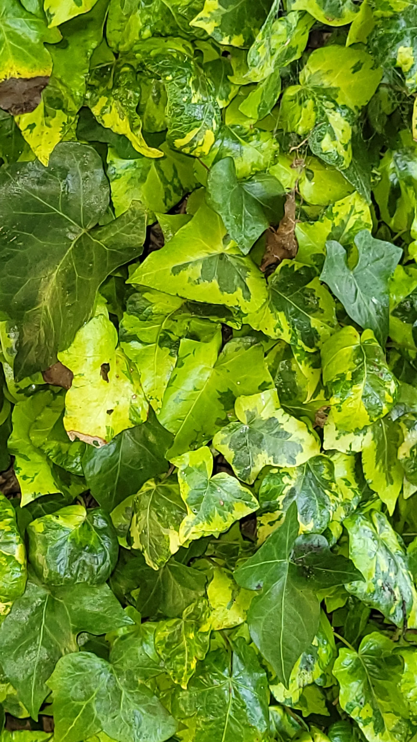 Organic148 texture