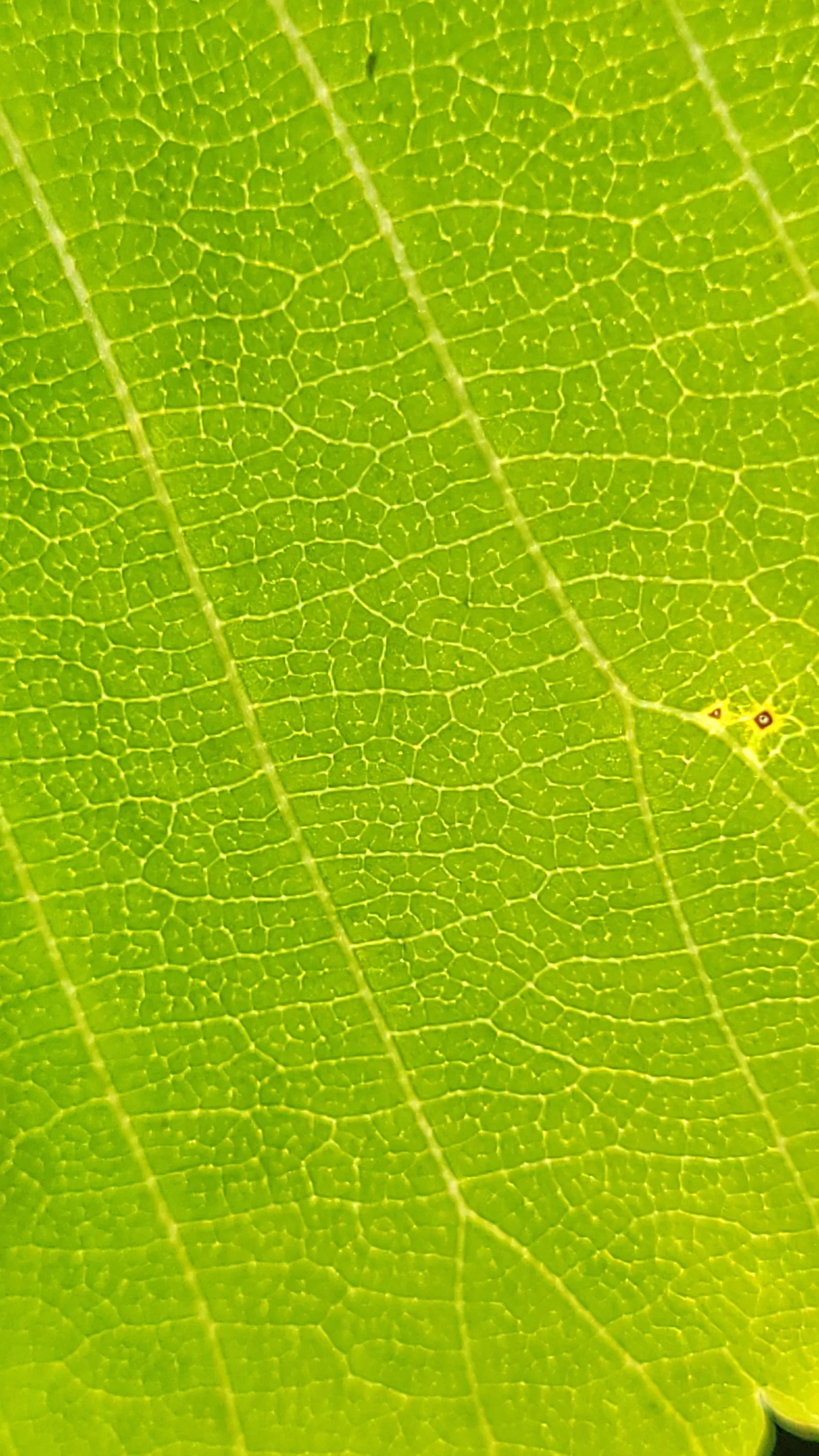 Organic151 texture