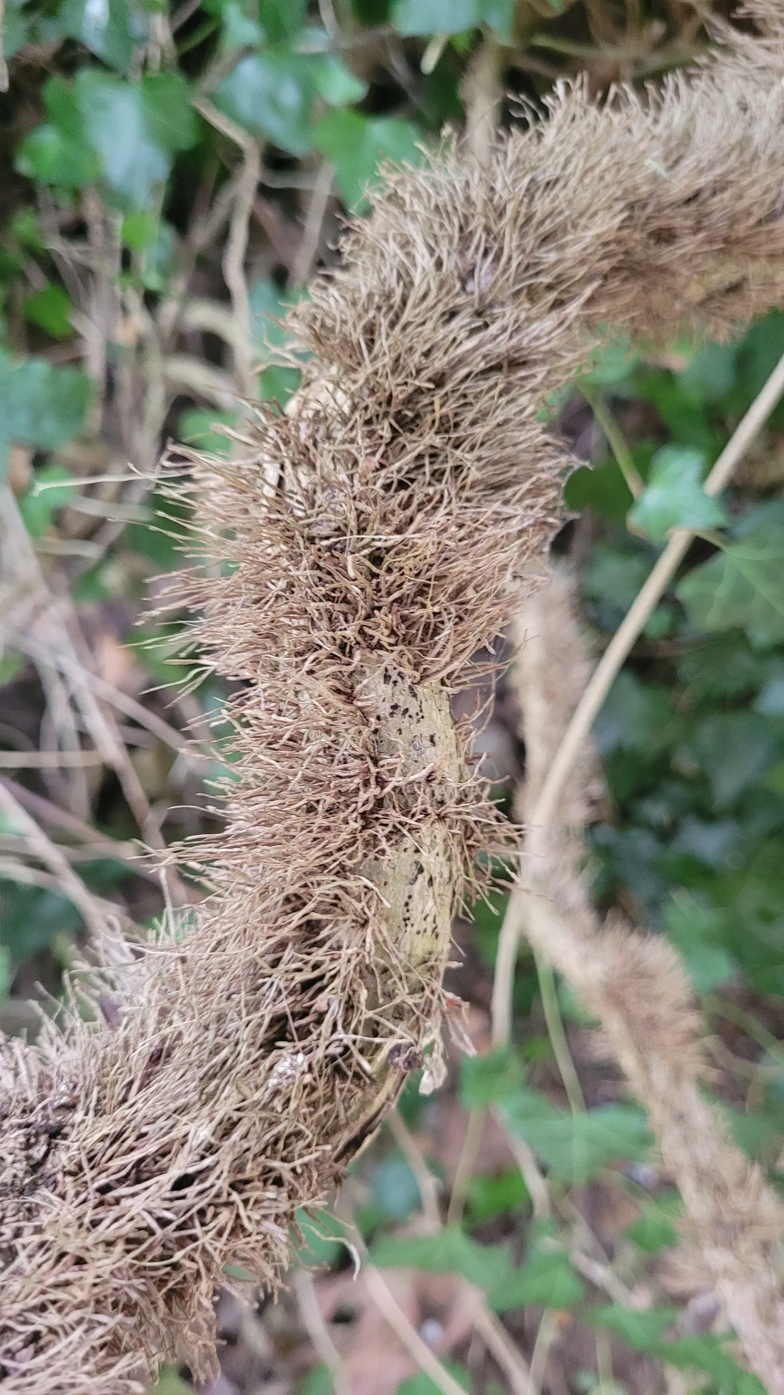 Organic156 texture