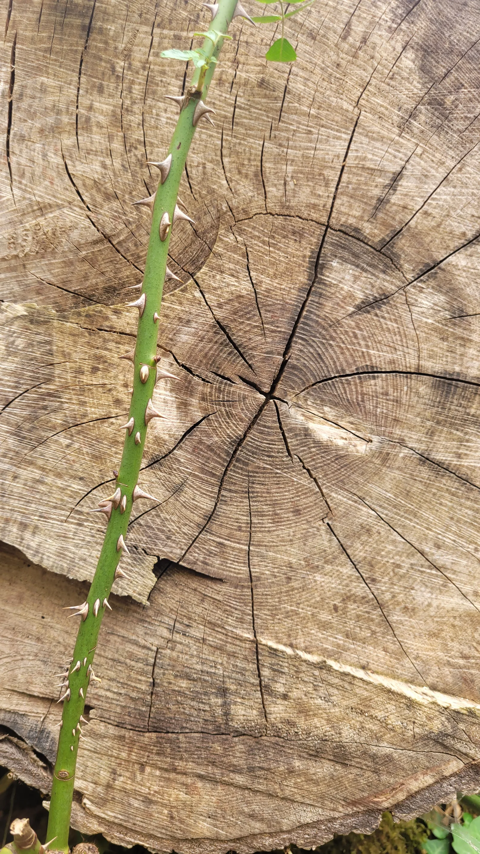 Organic159 texture