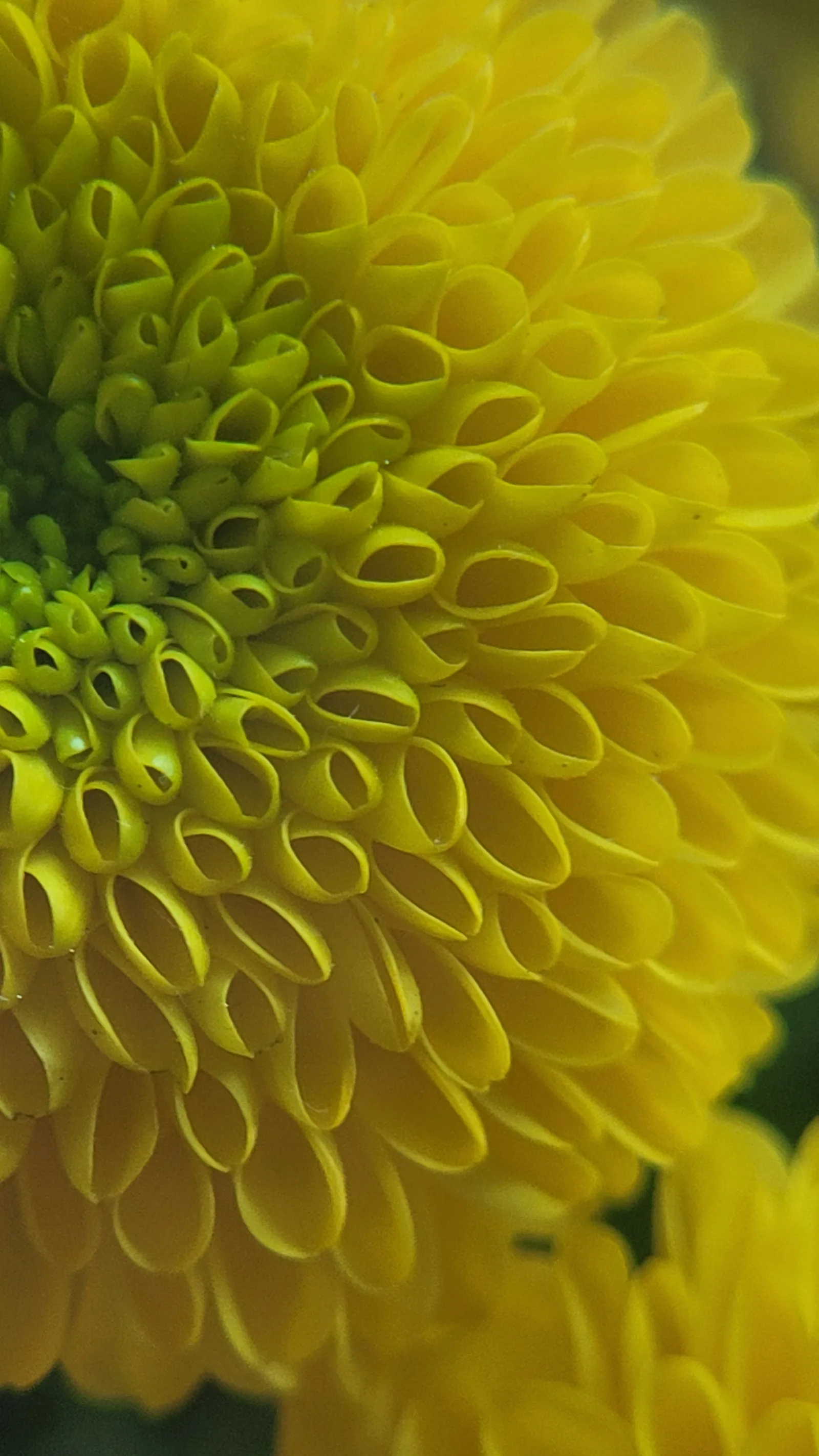 Organic163 texture