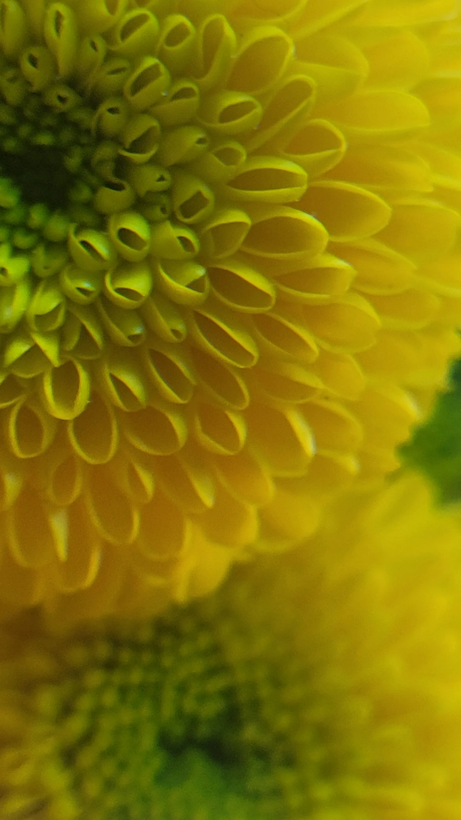 Organic164 texture