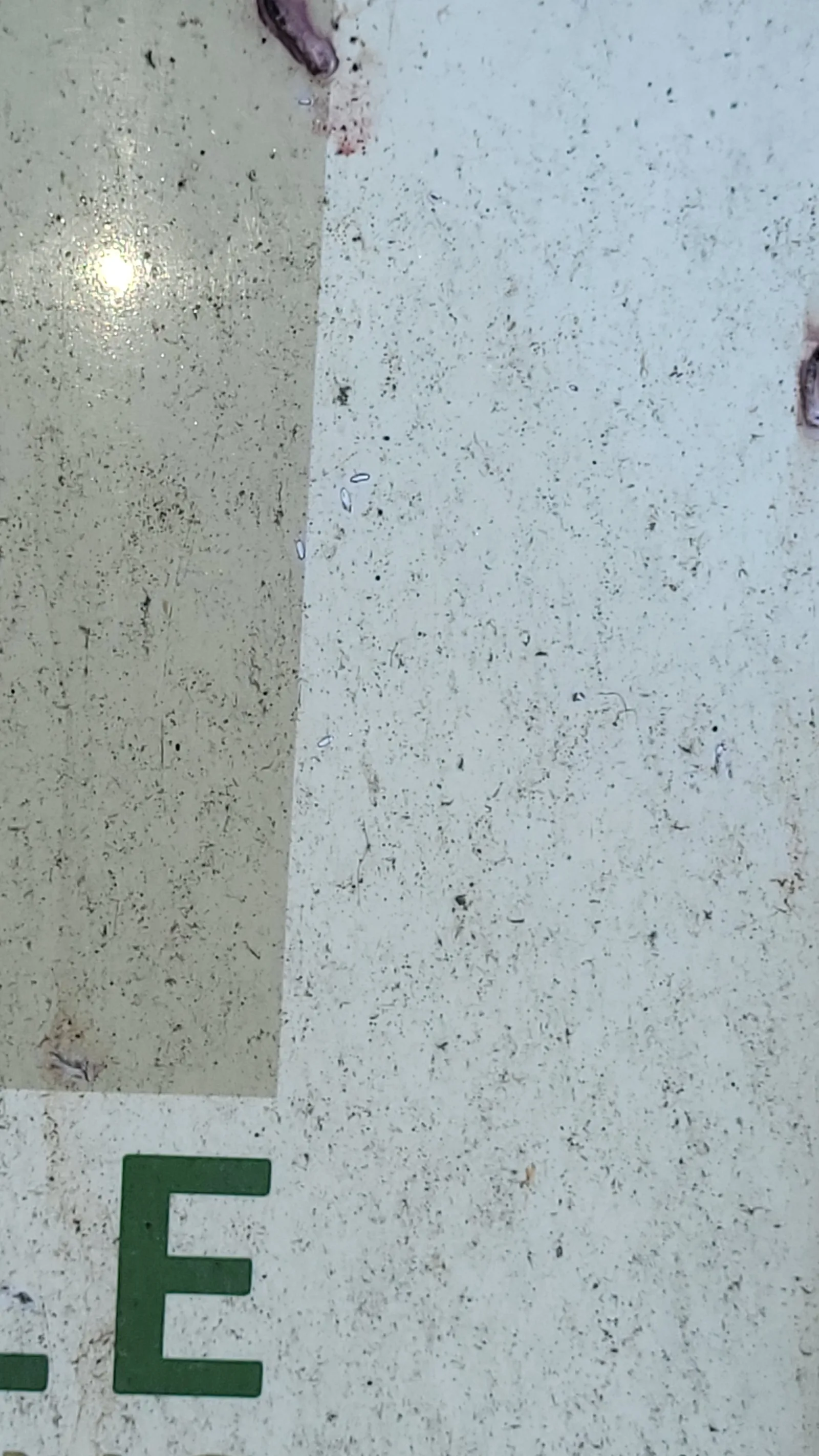 Plastic17 texture