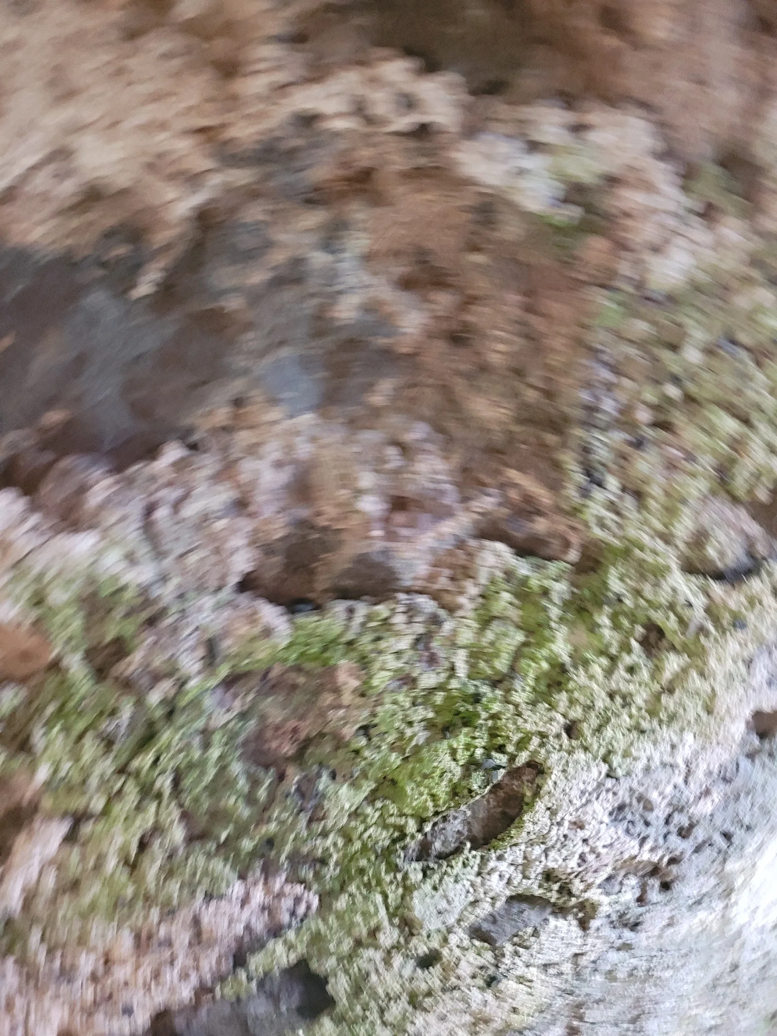 Stone24 texture