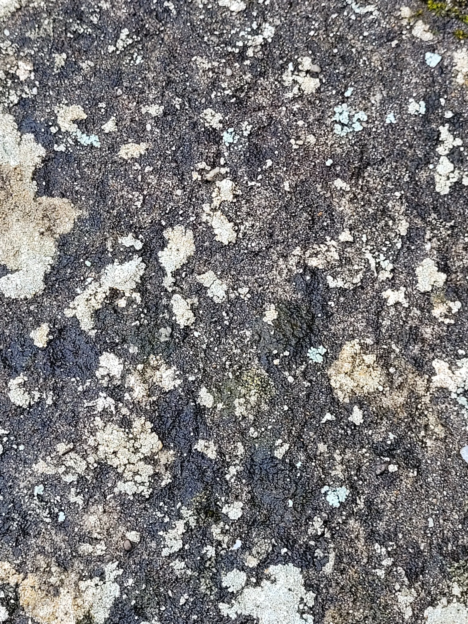 Stone50 texture