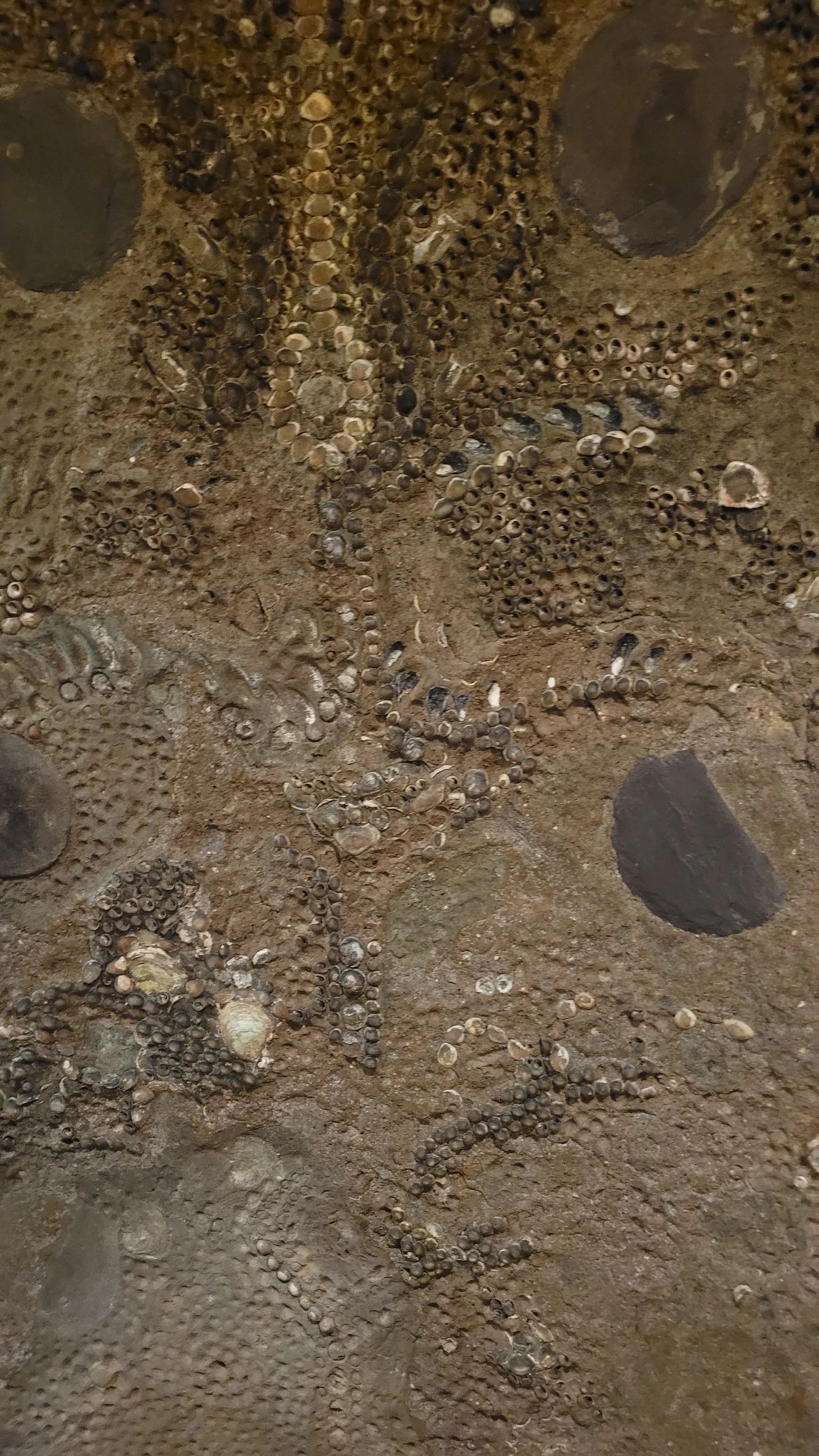 Stone121 texture