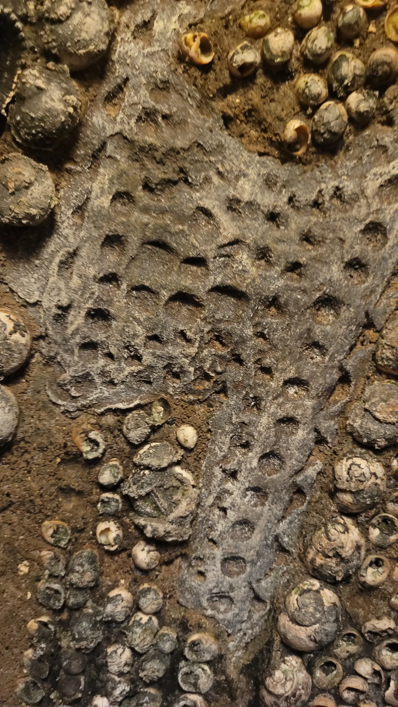 Stone133 texture