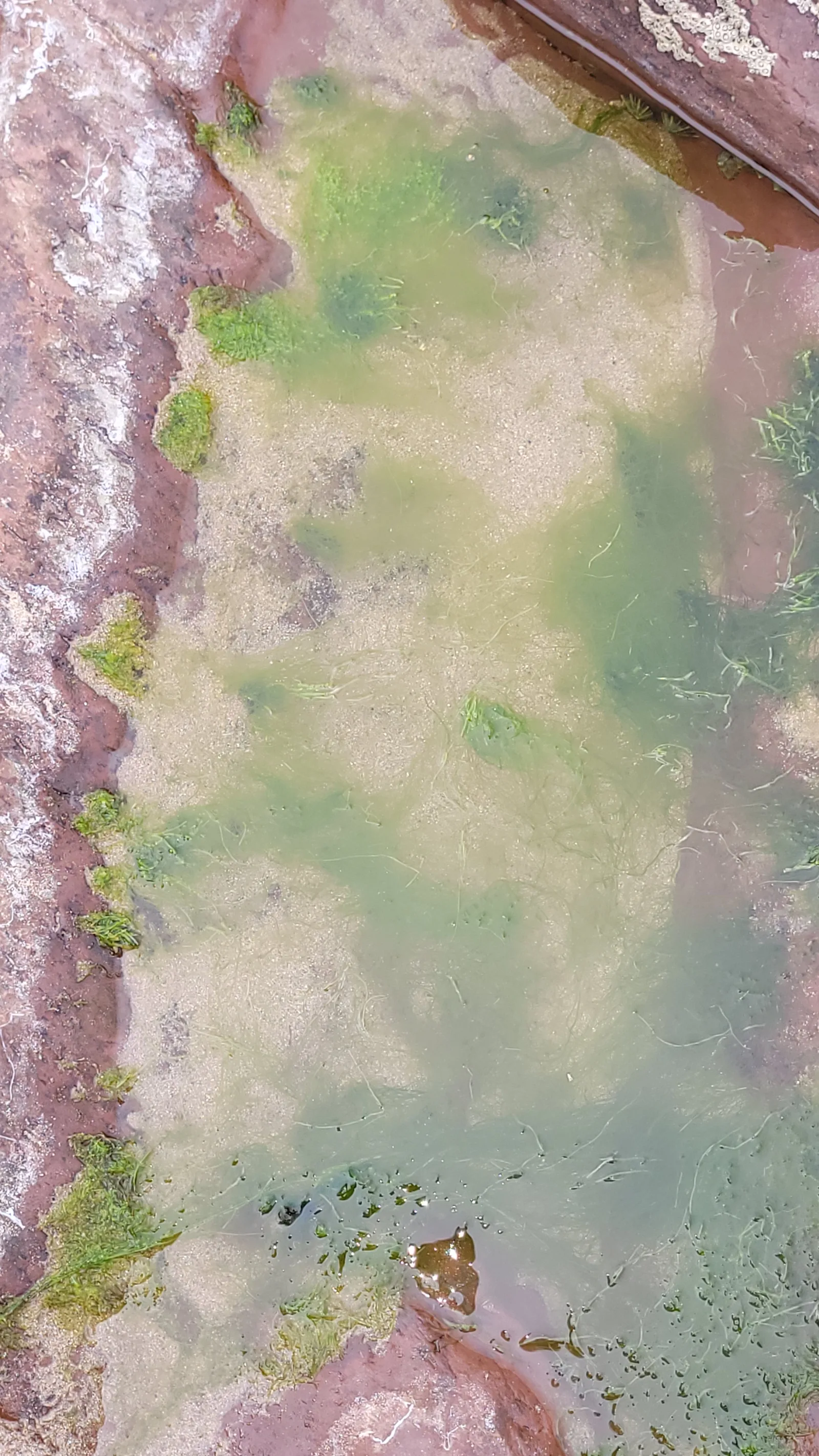 Stone194 texture