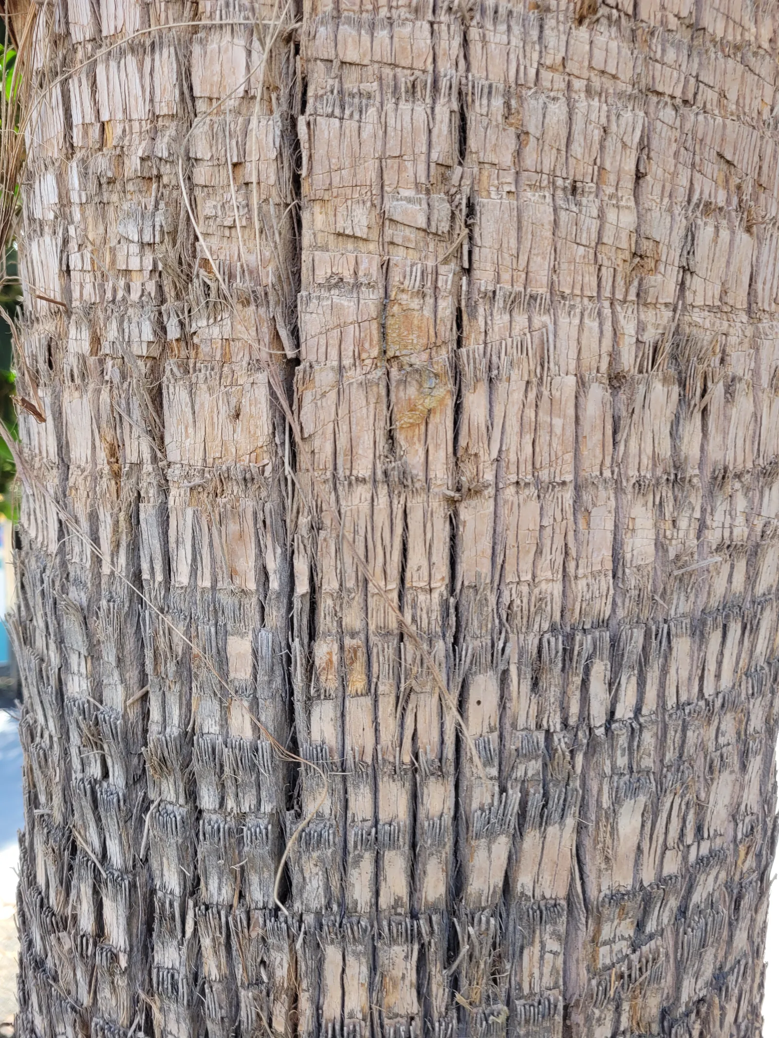 Wood1 texture