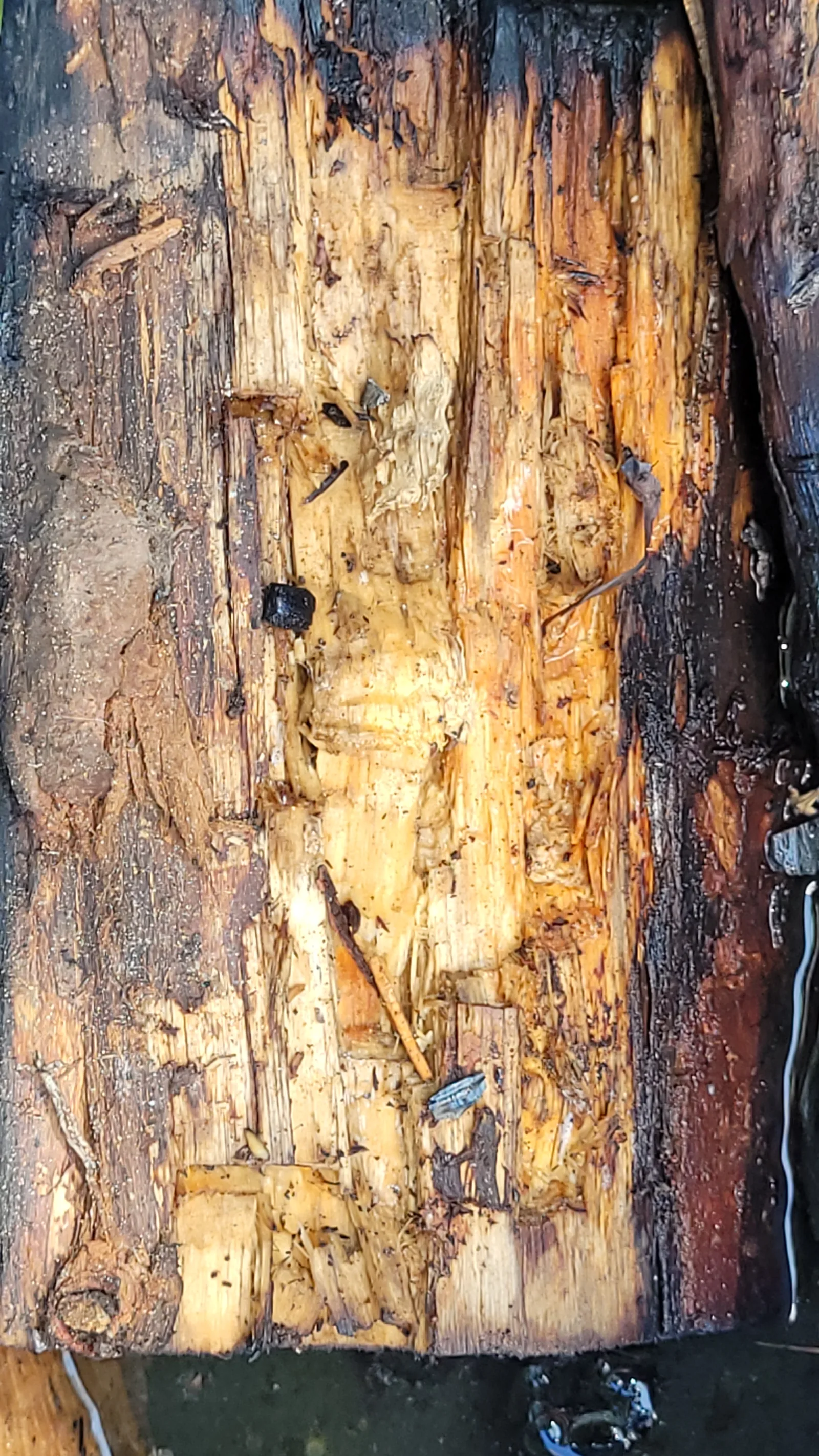Wood52 texture