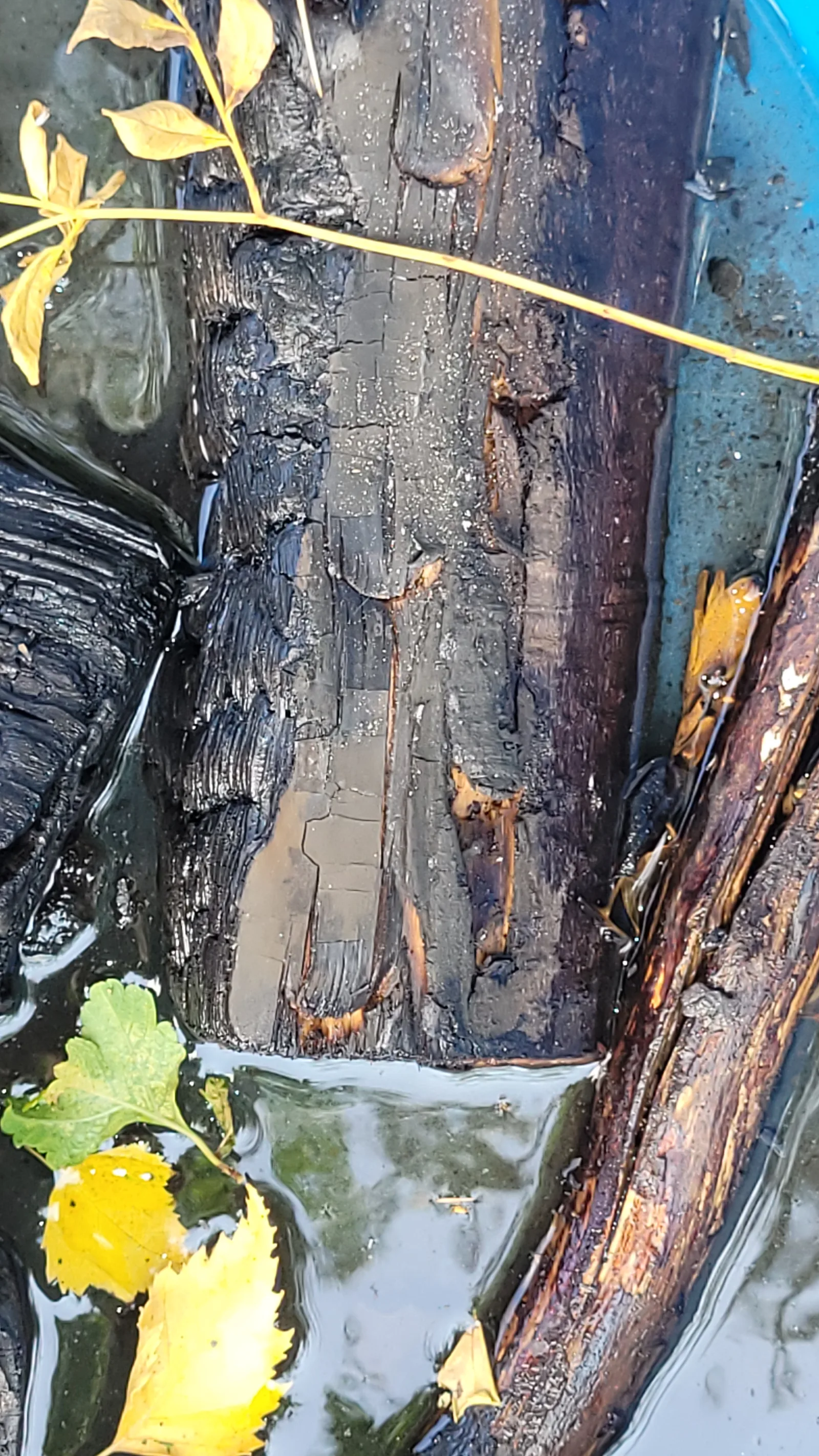 Wood55 texture