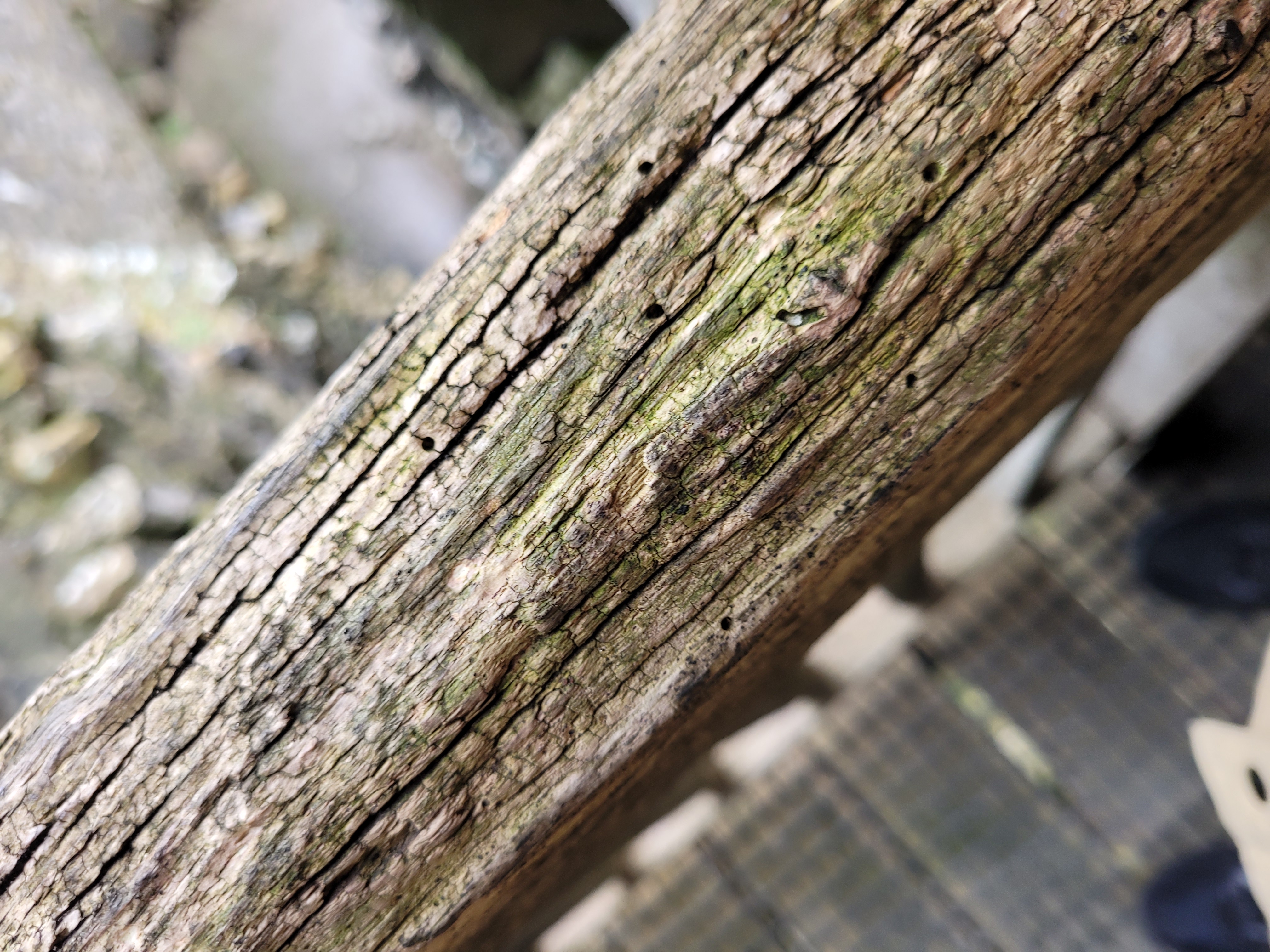 Weathered Concrete texture