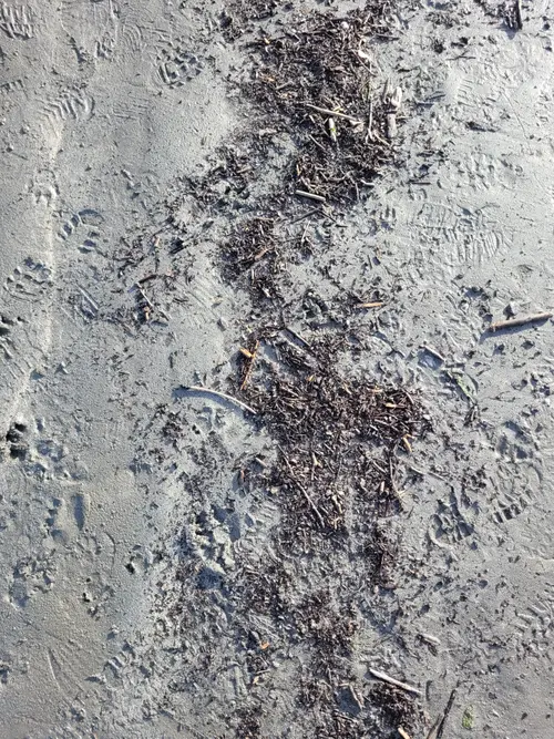 Ground5 texture