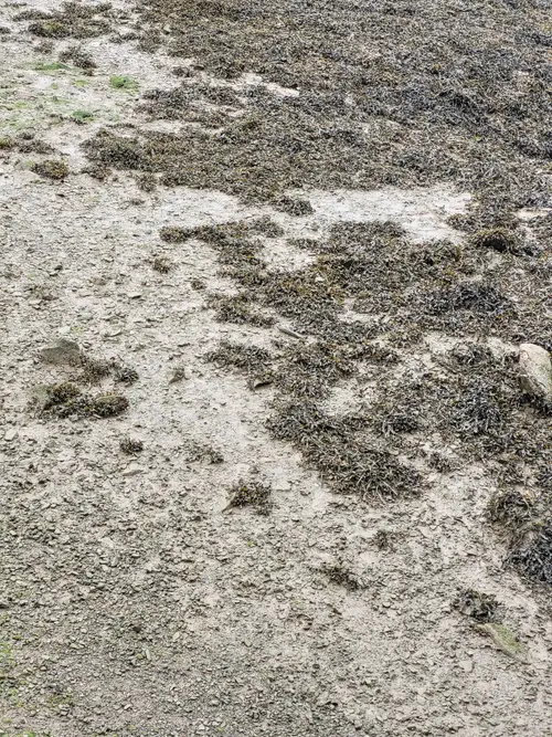 Ground18 texture