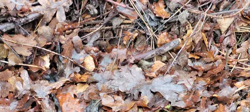 Ground31 texture