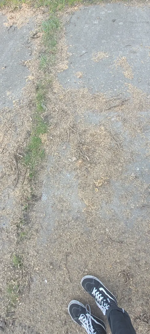 Ground36 texture