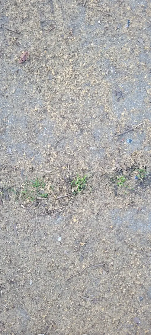 Ground37 texture
