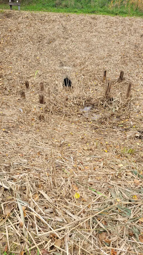 Ground39 texture