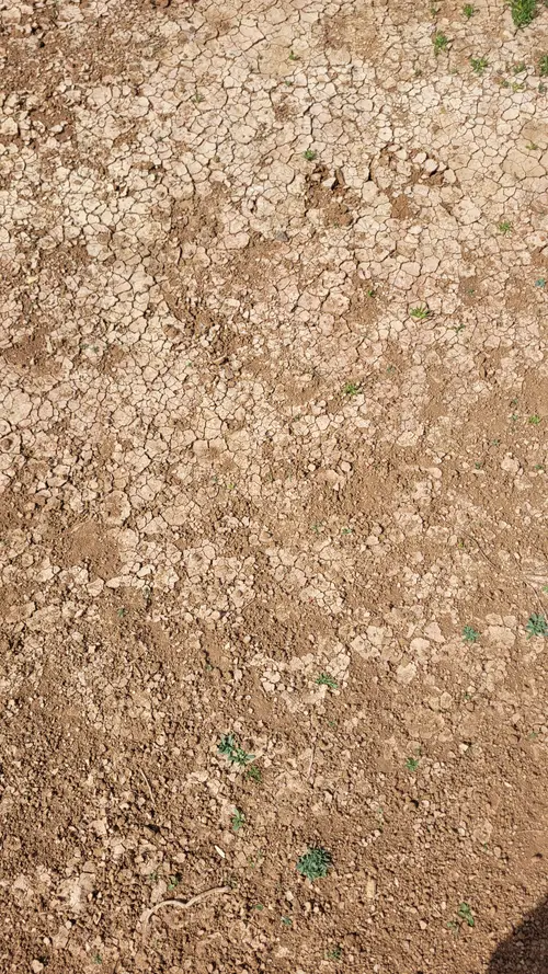 Ground63 texture