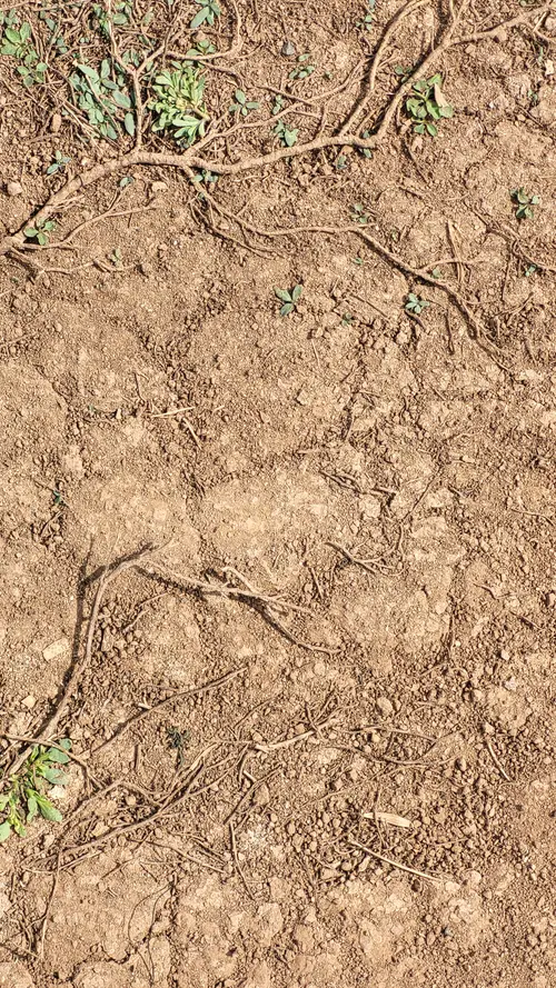 Ground68 texture