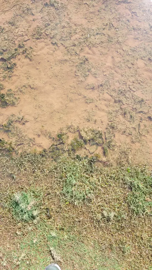 Ground71 texture