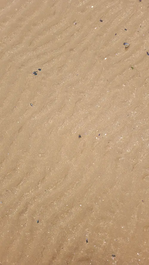 Ground76 texture