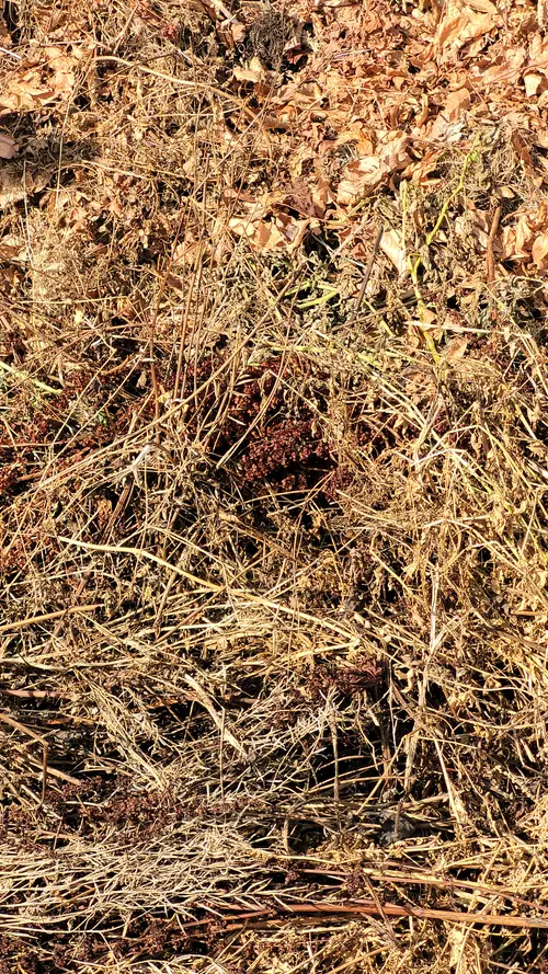 Ground89 texture